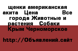 щенки американская акита › Цена ­ 30 000 - Все города Животные и растения » Собаки   . Крым,Черноморское